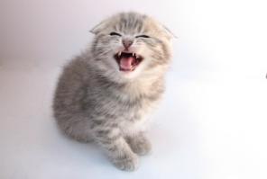 Котята шотландские вислоухие