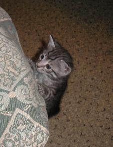 Отдам котят в хорошие руки