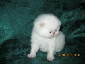 Котята экзотические короткошерстные