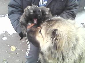 Продаютца щенки