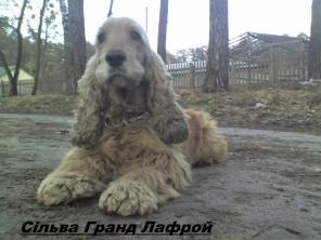 Породні, чарівні цуценята АНГЛІЙСЬКОГО КОКЕР-СПАНІЕЛЯ!
