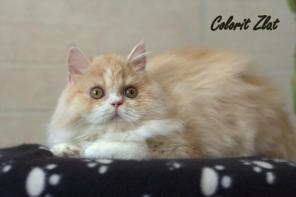 Шотландские котята, питомник Colorit