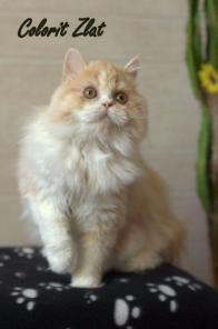 Шотландские котята, питомник Colorit