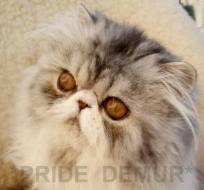 Шикарные котята из питомника *PRIDE DEMUR*