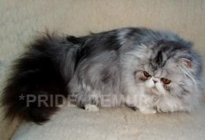 Шикарные котята из питомника *PRIDE DEMUR*