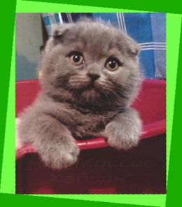 Котята британские и шотландские. Шикарный плюш!