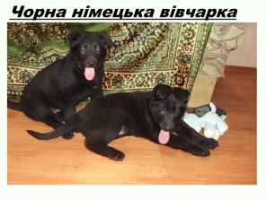 Красиві цуценята чорної НІМЕЦЬКОЇ ВІВЧАРКИ!