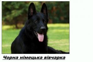 Красиві цуценята чорної НІМЕЦЬКОЇ ВІВЧАРКИ!