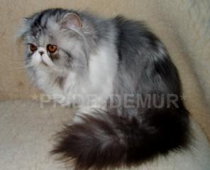 Замечательные котята из питомника *Pride Demur*