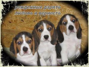 щенки породы БИГЛЬ. КСУ.