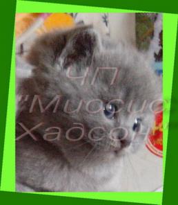 Котята британские. Классический голубой окрас.