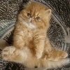 .Персидские котята.