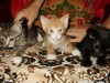 .Отдам котят в хорошие руки!.