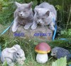 .коты для вязок Британский и Шотландский.