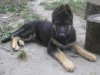 щенки Немецкой Овчарки