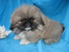 щенки пекинеса