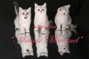 БРИТАНСКИЕ КОТЯТА ! ! !