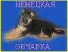 Немецкая овчарка - алиментные мальчики