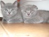 котята британцы и вислоухие