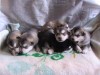 продам щенков