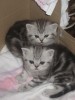 .Кошечка Шотландская Прямоухая.