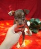 Той-терьер,щенки