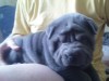 Китайский шар-пей щенки и подростки продам щенков