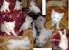 продам беленького котенка 1,5мес