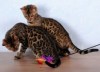 Чистокровные бенгальские котята. Лучшие линии Канады и Германии.