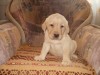 щенки лабрадора ретривера