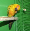 Попугаи на продажу