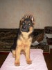 .Щенки немецкой овчарки.