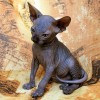 Продам котят породы канадский сфинкс