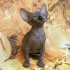 Продам котят породы Канадский сфинкс