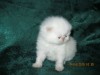 .Котята экзотические короткошерстные.