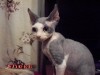девон-рекс кудрявый котик