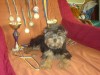 Срочно!Подрощенная девочка йоркширского терьера.