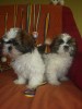 Ждут своих родителей-щенки ши-тцу!!!Недорого!