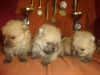 Мини лисички:-)Щенки померанского шпица!
