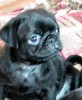 Продам щенков мопса чёрного окраса