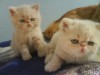 Продам котят Экзота экстримала
