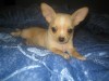 Чихуахуа элитные щенки