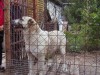 .за о-о-очень символическую цену продам суку Кавказкого волкодава.
