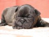 щенки французского бульдога