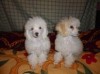 продаютса белоснежные той-пуделя