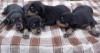 Щенки добермана г.Ялта