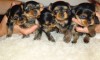 Элитные щенки йоркширского терьера