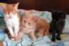 Отдам котят в хорошие руки