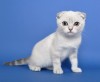 Продам шотландского котенка