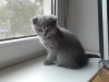 Продам котят шотландской короткошерстной кошки